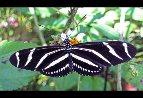 spotted zebra butterfly